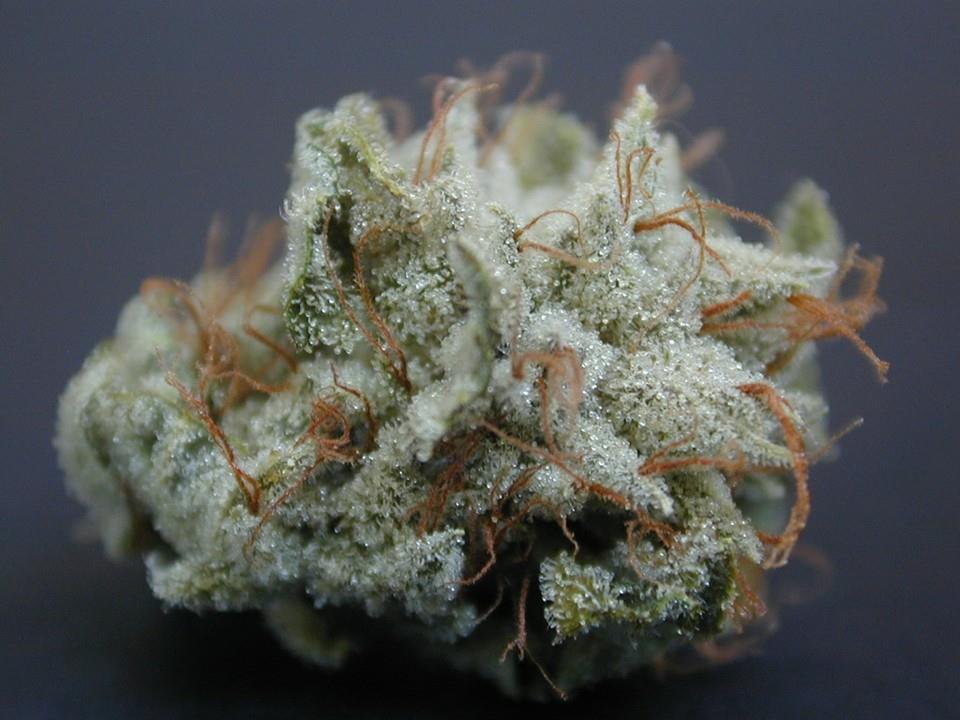 We explore the incredible cannabis strain Indica-dominant hybrid Tahoe OG K...