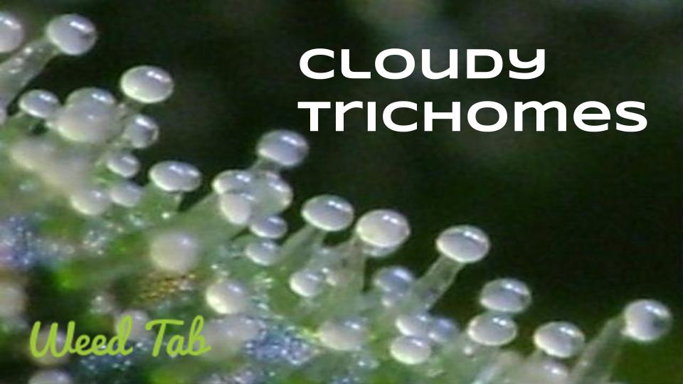 Cloudy-white trichomes